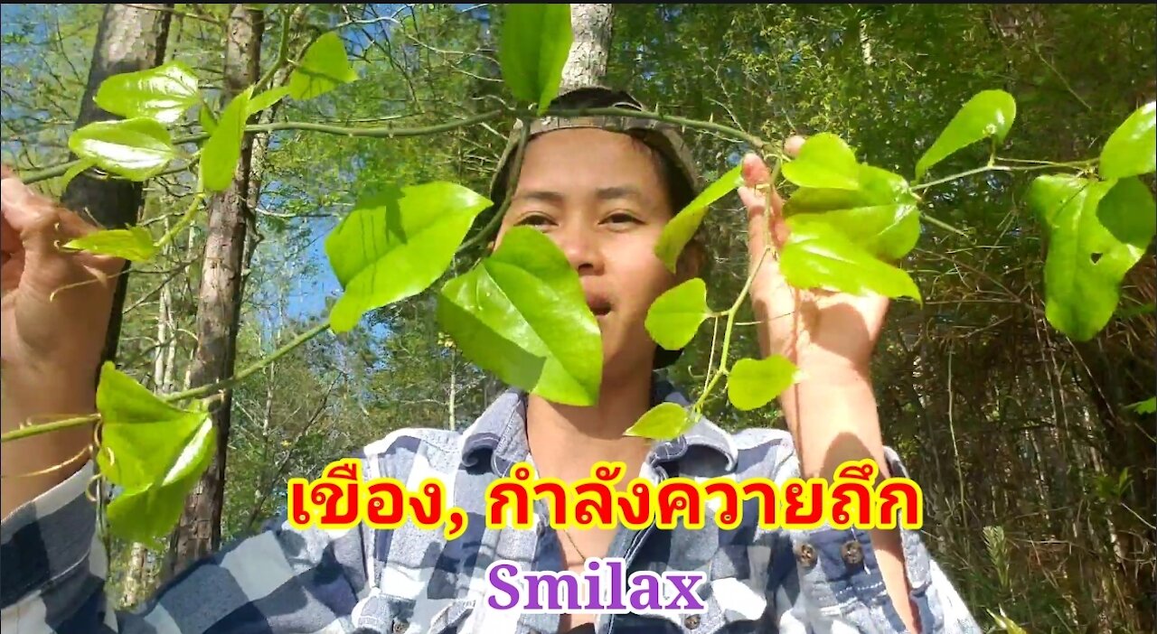 Picking Smilax, Greenbrier on Spring เขือง เก็บยอดเขือง ยอดกำลังควายถึก