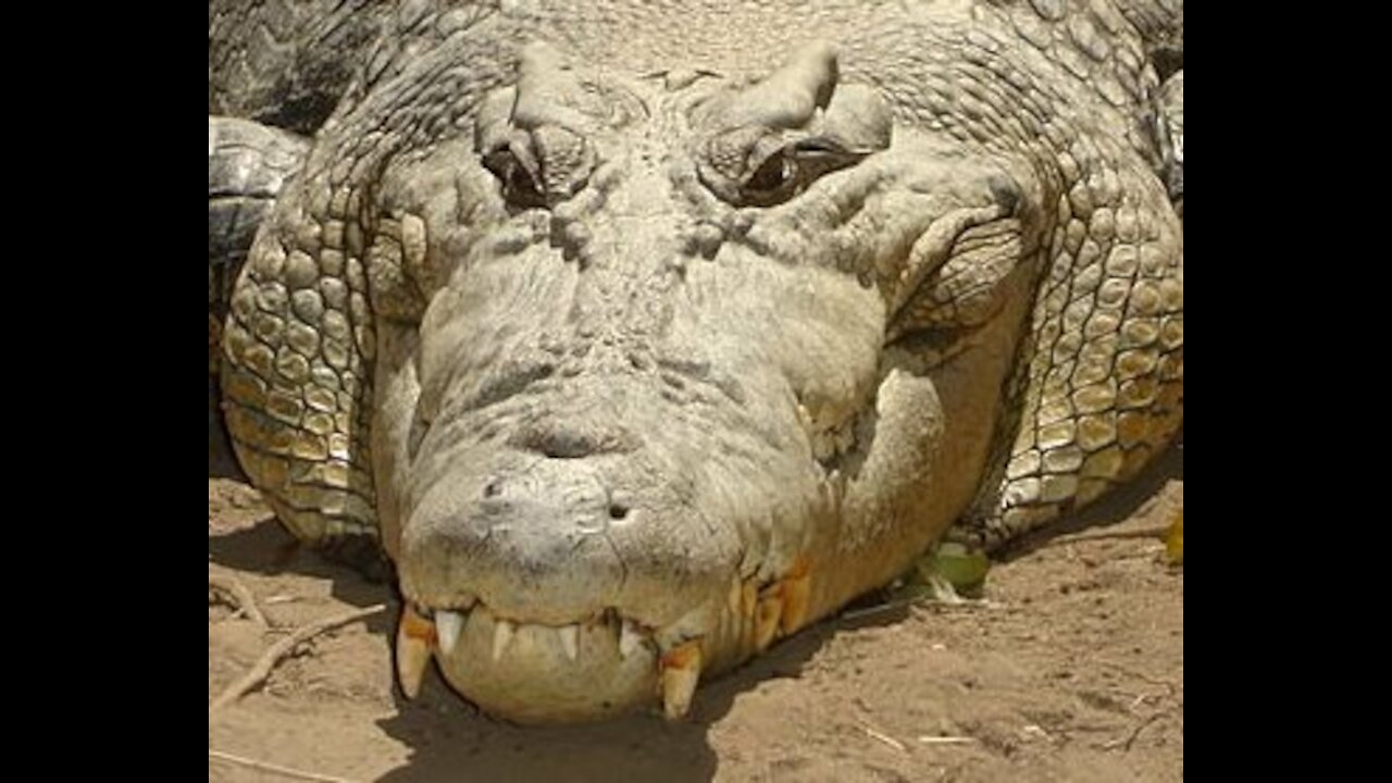 Crocodile VERSES Ananconda