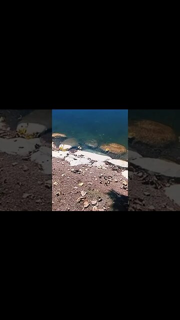 Screenshot flasing light and see the enchanted realm of insectoids and fairies.#paranormal#shorts