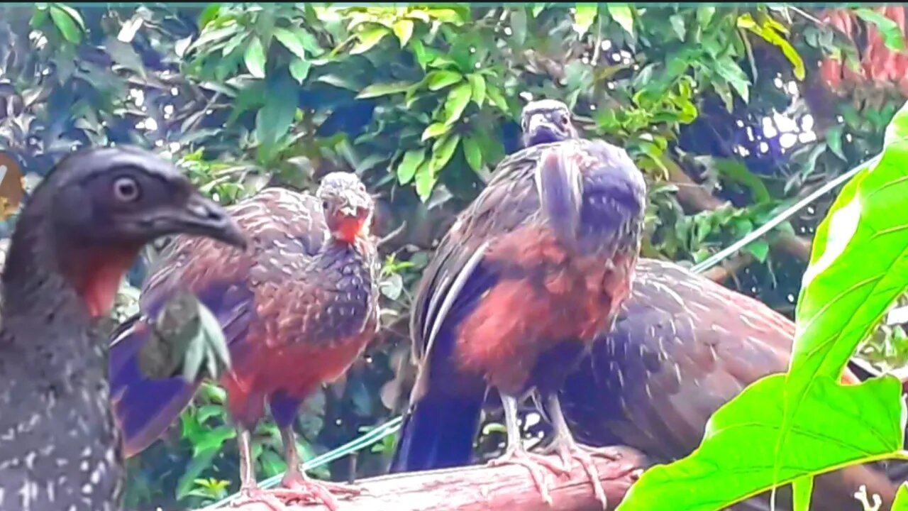 JACU E SEUS FILHOTES DEITADO NO SOL