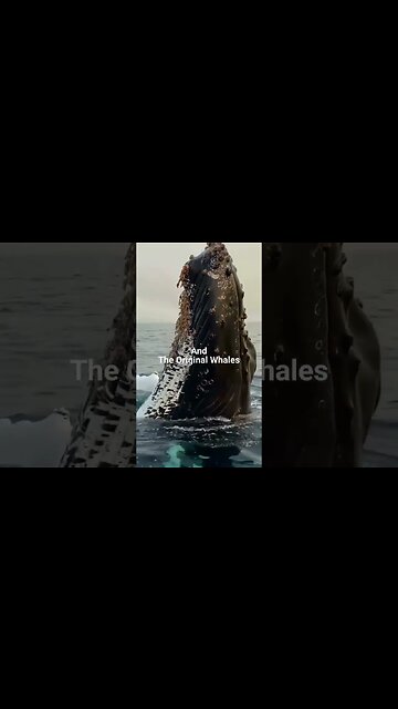 Messages From The Whales - #channeling https://www.vort8x.com/