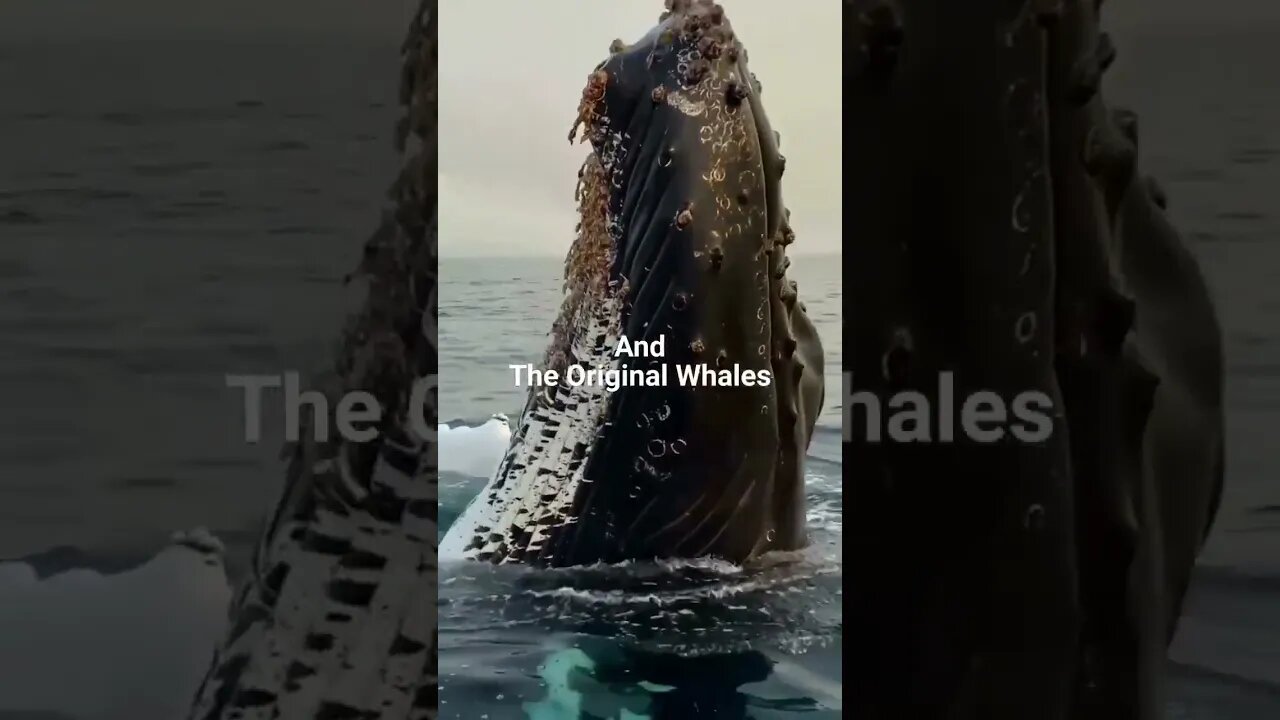 Messages From The Whales - #channeling https://www.vort8x.com/