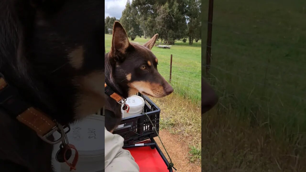 Jess Loves To Ride #farmlife #atv #kelpie