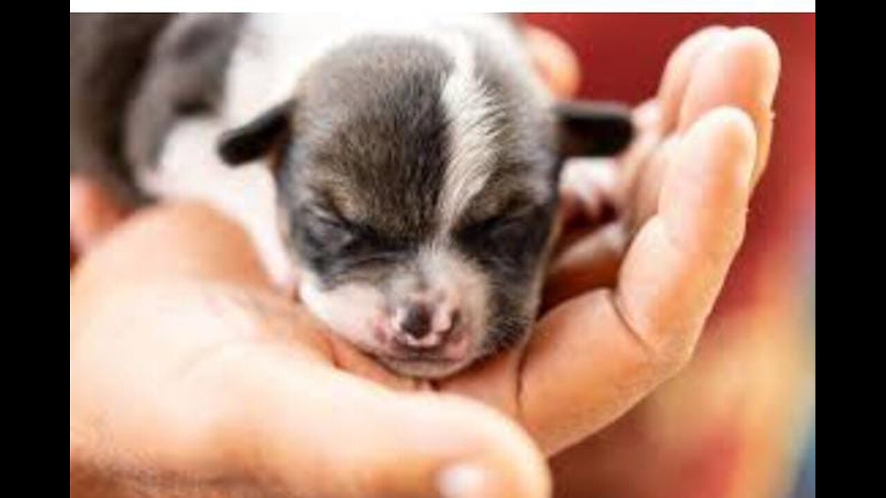 Cute puppy in a good mood. looking Relaxed.