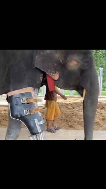 elephant at the world's first hospital for elephants, the Friends of the Asian Elephant Foundation