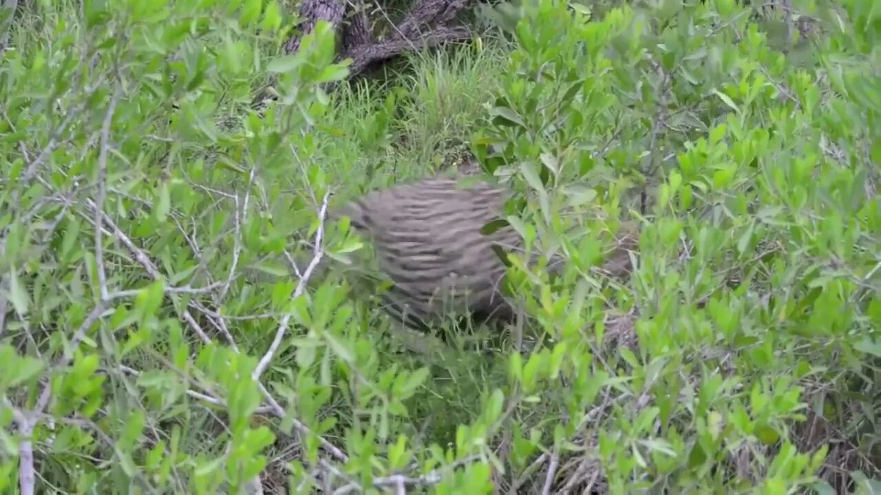 Incredible footage of leopard behaviour during impala kill - Sabi Sand Game Reserve, South69 2