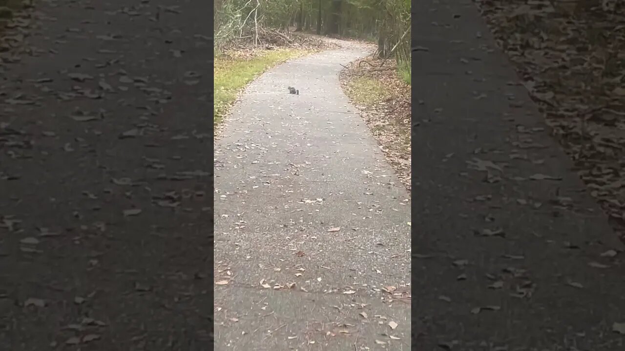 The Surprising Bond Between Humans and Trail-Walking Squirrels