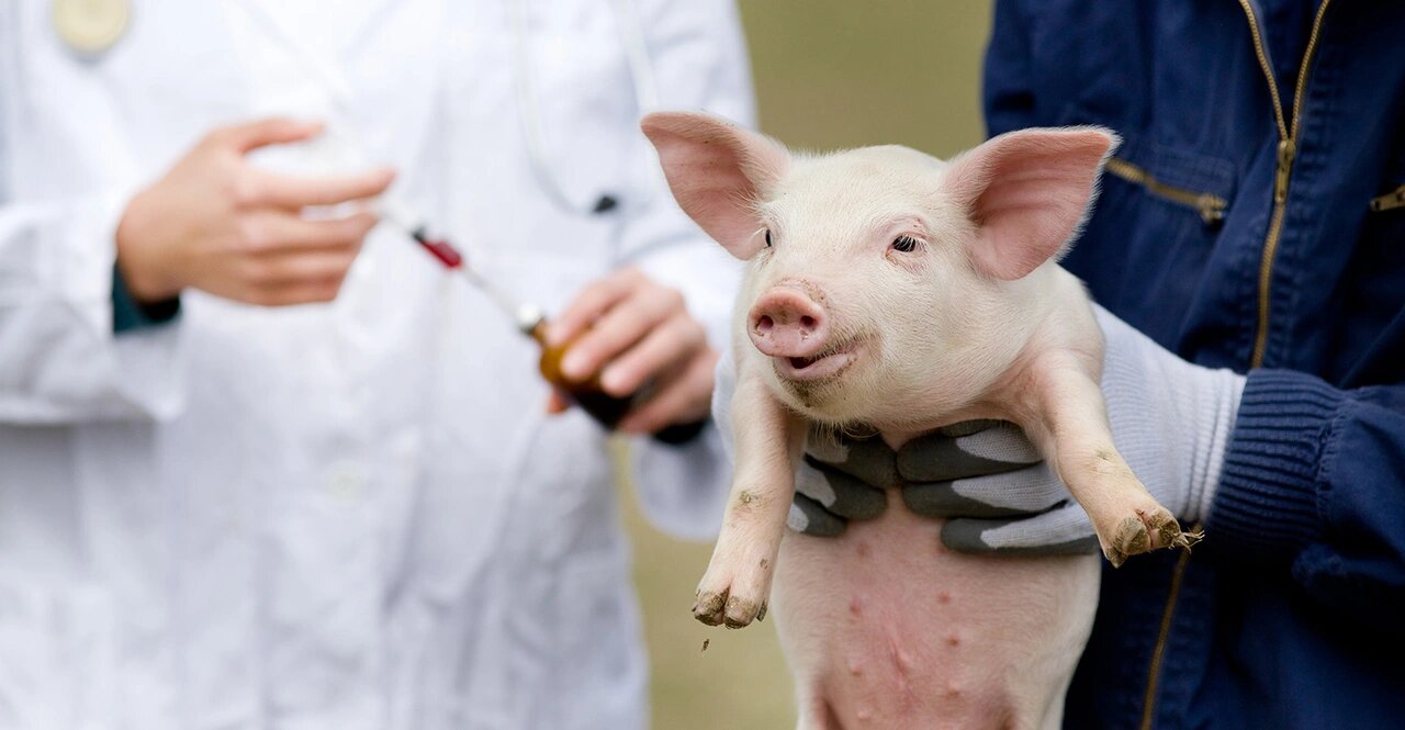 WOW "They' Are Vaccinating Your Food With 'DNA' Attorney 'Tom Renz' & 'Breanna Morello'