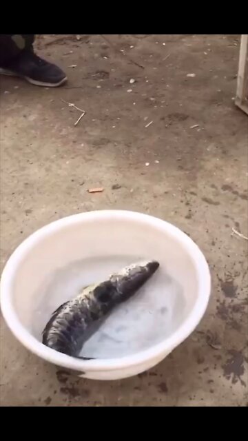 The bird eats giant fish