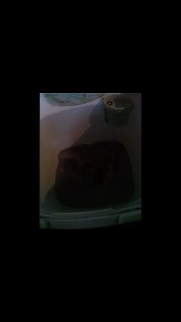 lavando o urso de pelucia maquina pt5 #shorts