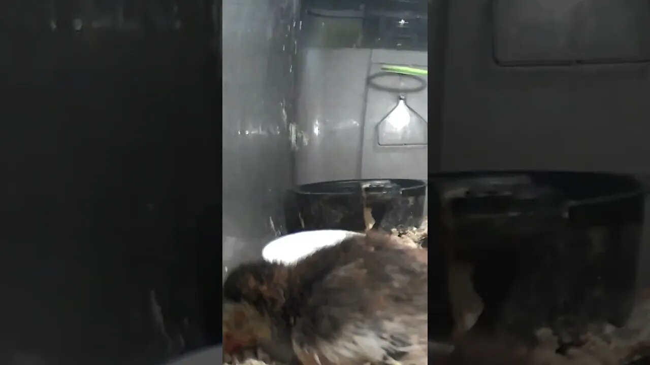 Guinea fowl keet not doing well ☹️