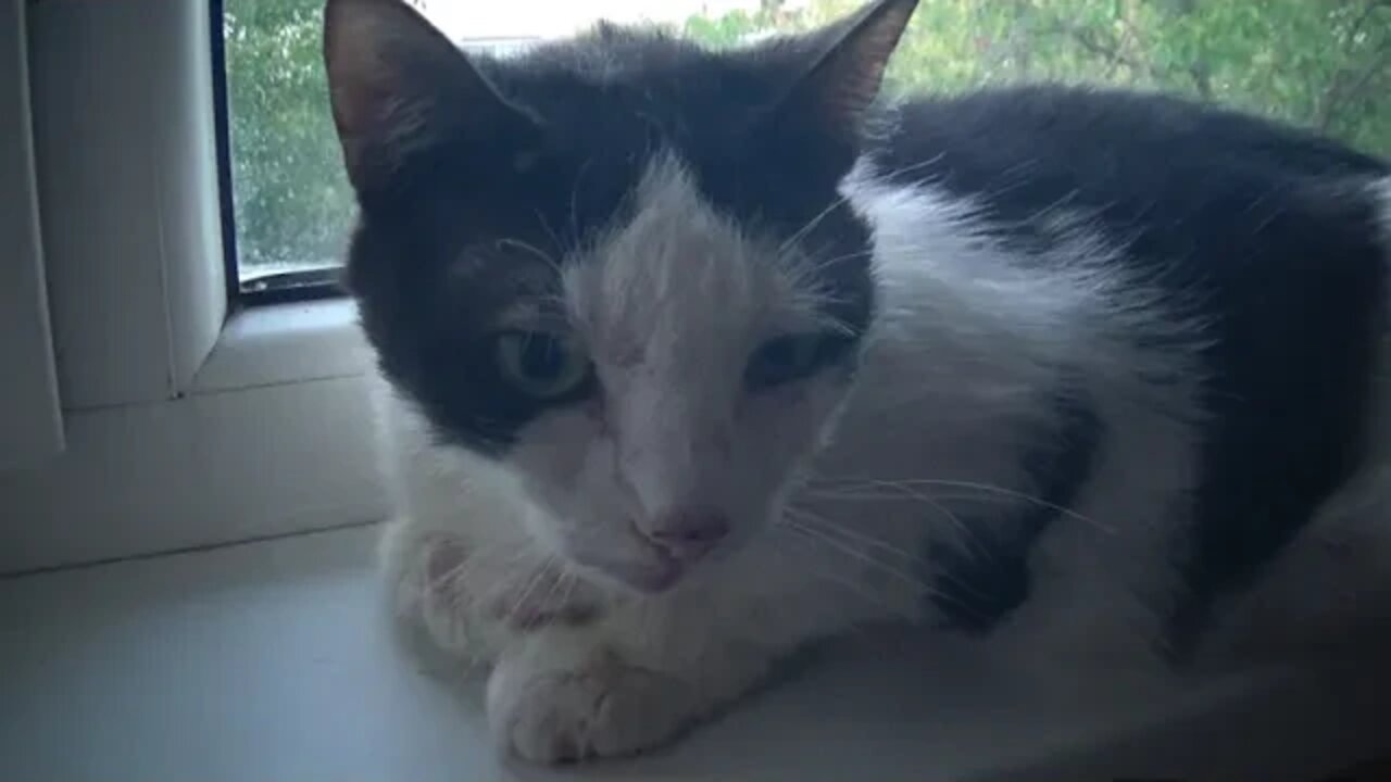 An Aggressive Cat Growls and Hisses at Kitten Rudolph