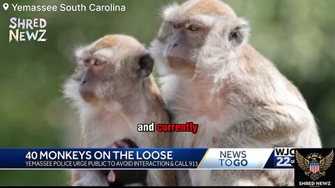 🚨#BREAKING: Search Underway for 40 Escaped Rhesus Monkeys from Bio-Research Lab