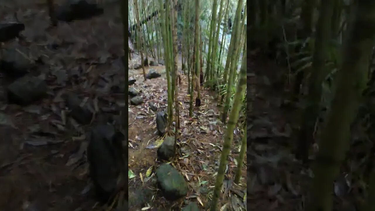 Mahara Sculpture Park bamboo Forrest.