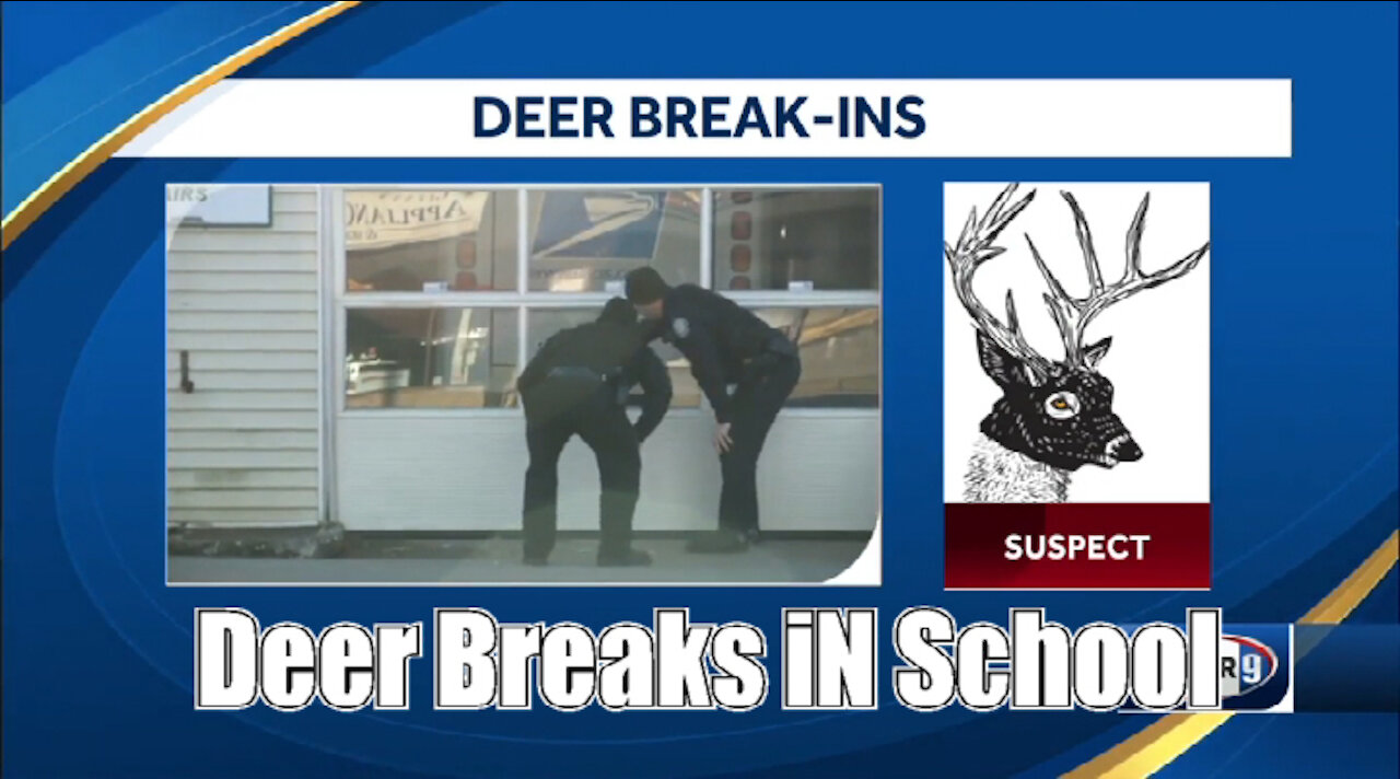 Deer🦌 breaks into New Hampshire school🏫