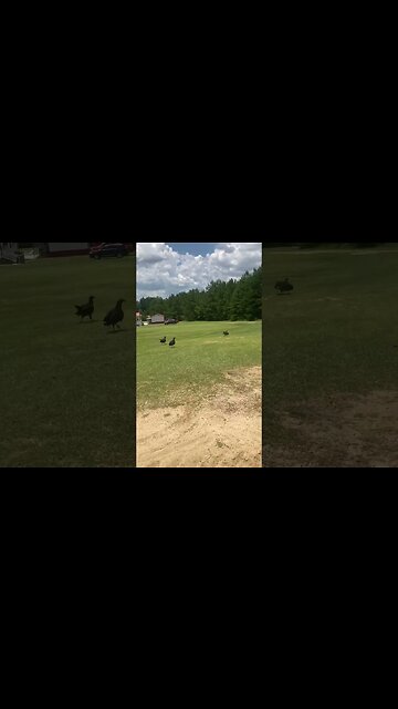 Can’t wait till Turkey Season! #turkeyseason #turkeyhunting