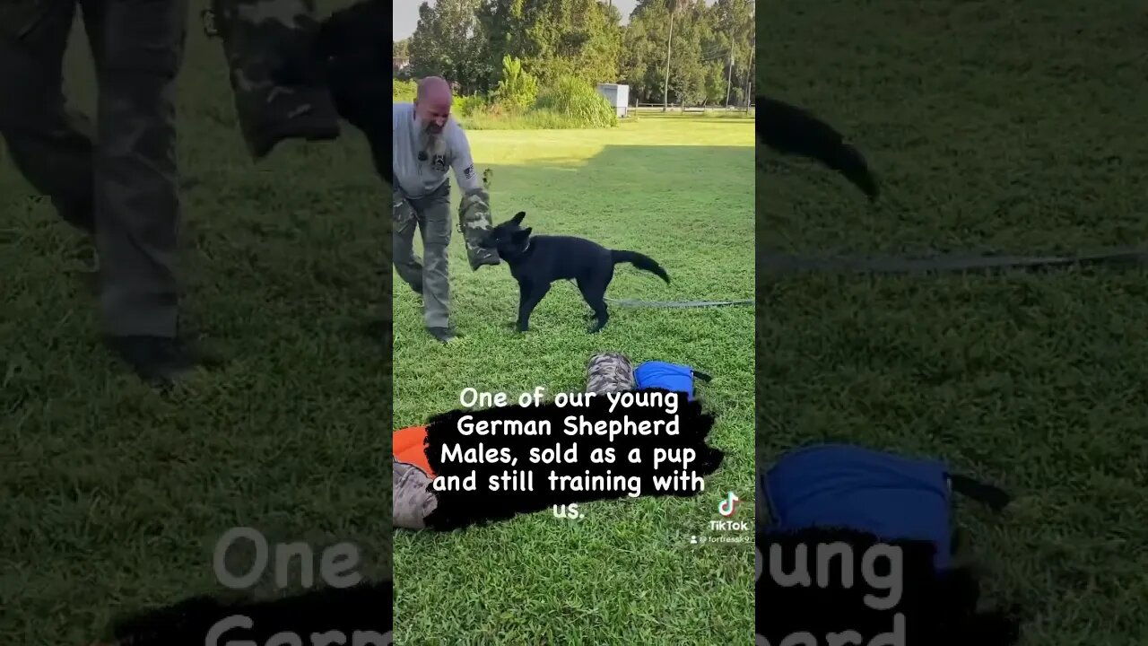 Young German Shepherd doing his first away from handler bite