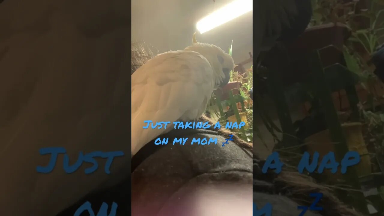 #cutepets #shorts #parrot #cockatoo #nap #sleep #sleepmusic