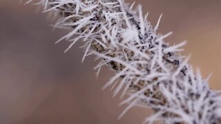 Rime ice can create a winter wonderland, but how does it form?