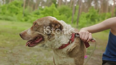 Rescuing Abandoned Puppies: A Journey to Forever Homes