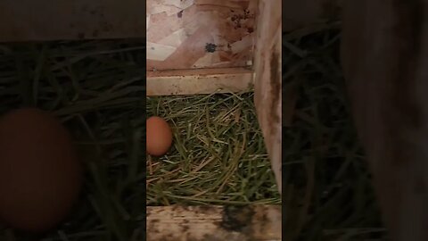 #chickens #eggs #homesteading #shorts