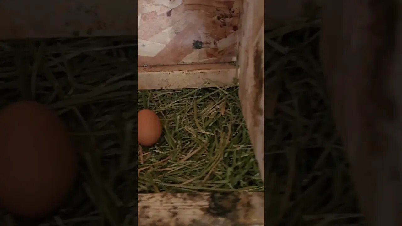 #chickens #eggs #homesteading #shorts