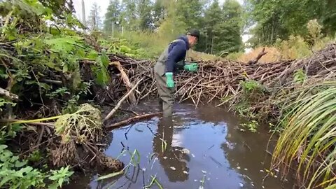 23Beaver Dam Removal It would BURN very well!+5