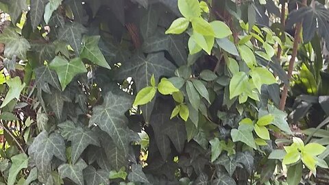 창경궁 비원 식물원 유리온실