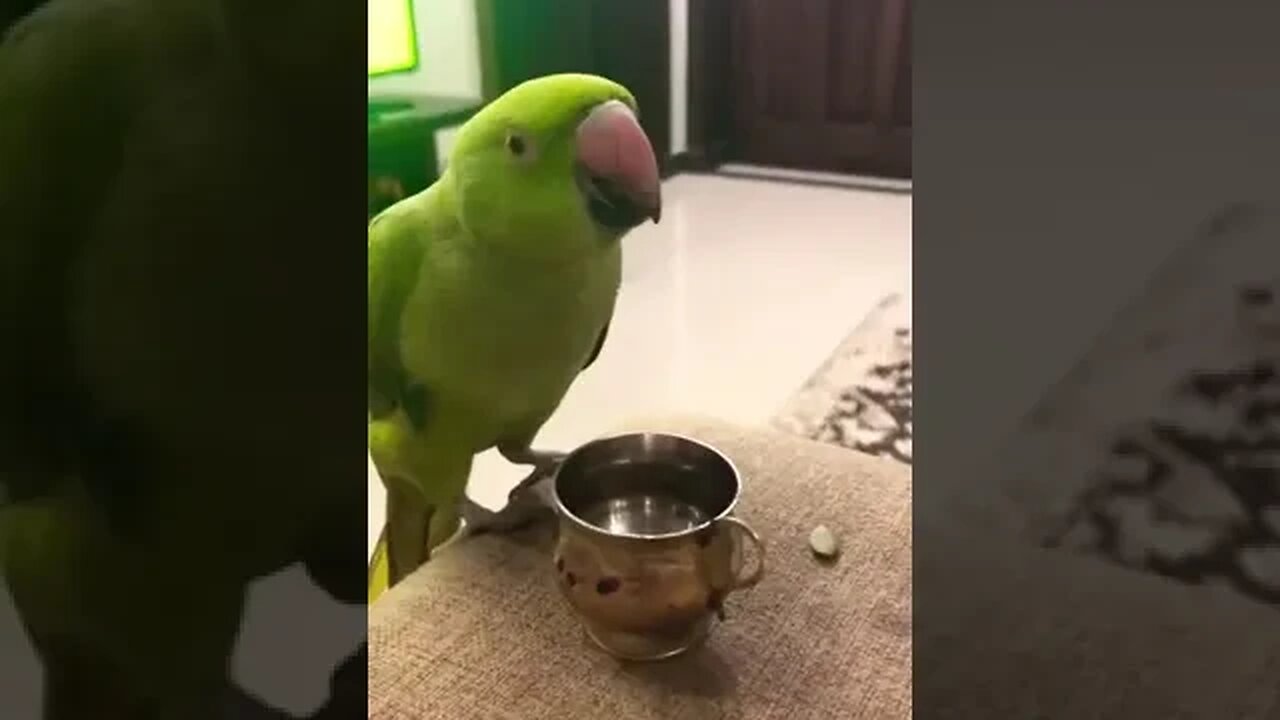 Green parrot