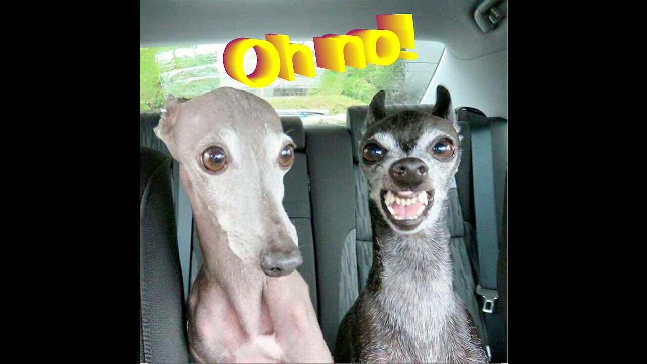 Tente não rir com esses pets! Try Not To Laugh To These Pets!