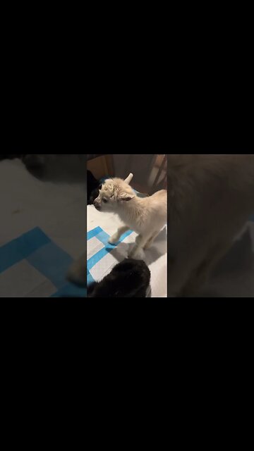 Time to Sleep #farmlife #nigeriandwarf #babygoats #homestead #goats #goatmilksoap