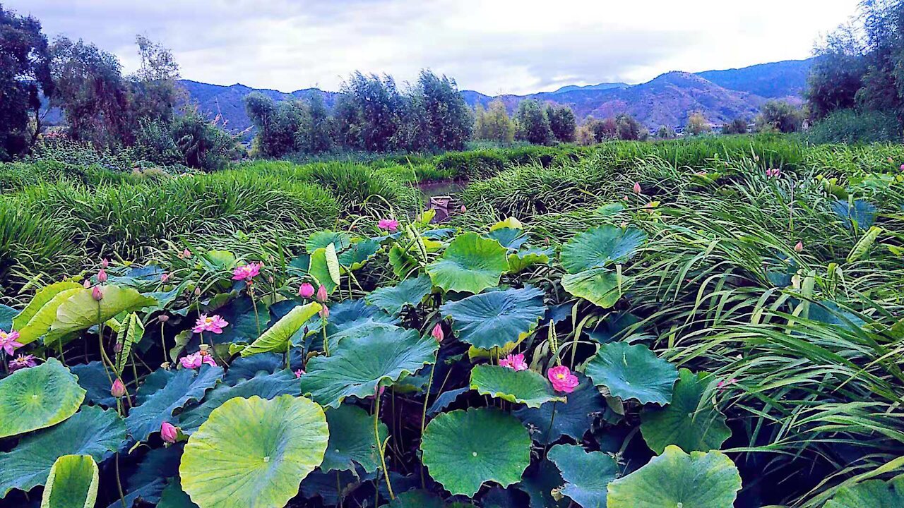 Time-lapse: lotus. Water lilies. Recite the mantra with Vajrasattva