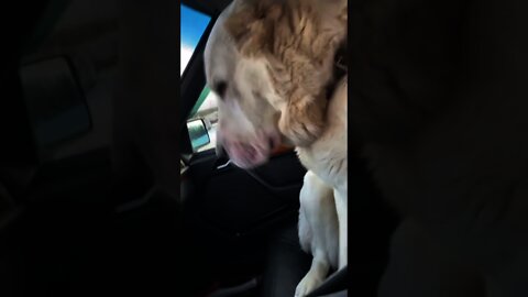 #shorts Смешные Собаки Из Тик Тока 148 Funny Dogs From Tiktok