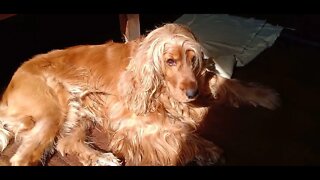 #dogshow , #animals , #dogs , #shorts