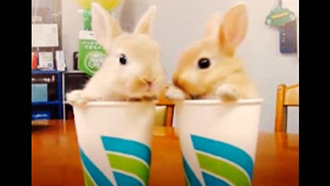 Cutest Bunnies Of The Week - In 30 seconds, this cute animal compilation will make you laugh!