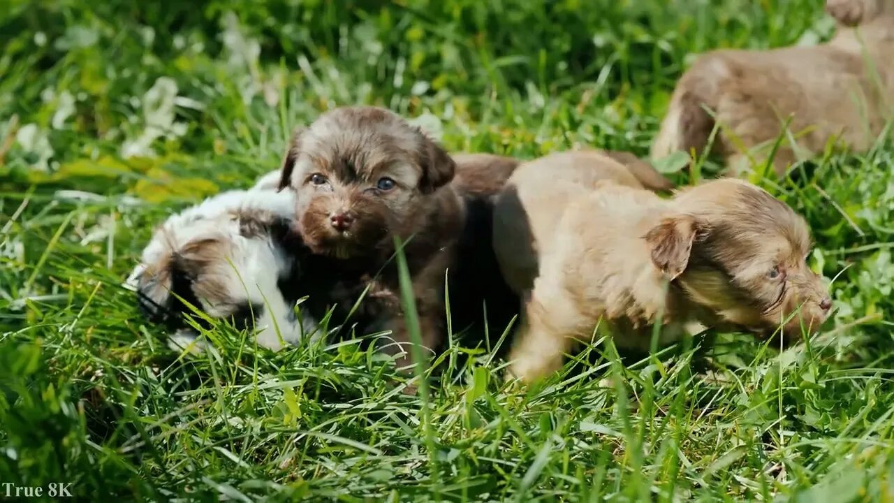 Cute Puppy Video for Dog Lovers