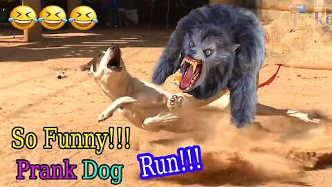 Woof !!! Fake tiger joke dog Doesn't run so much fun Try to stop the laugh challenge