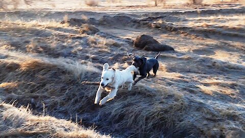 Golden Retriever and Cane Corso, morning warm-up