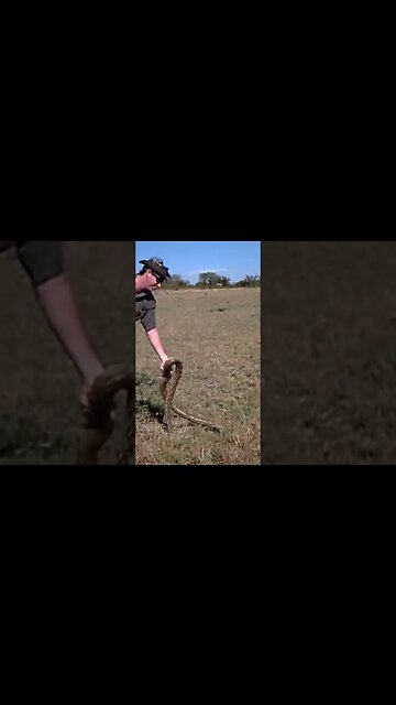 Snake In The Face | #shorts #shortsafrica #septdailyshorts