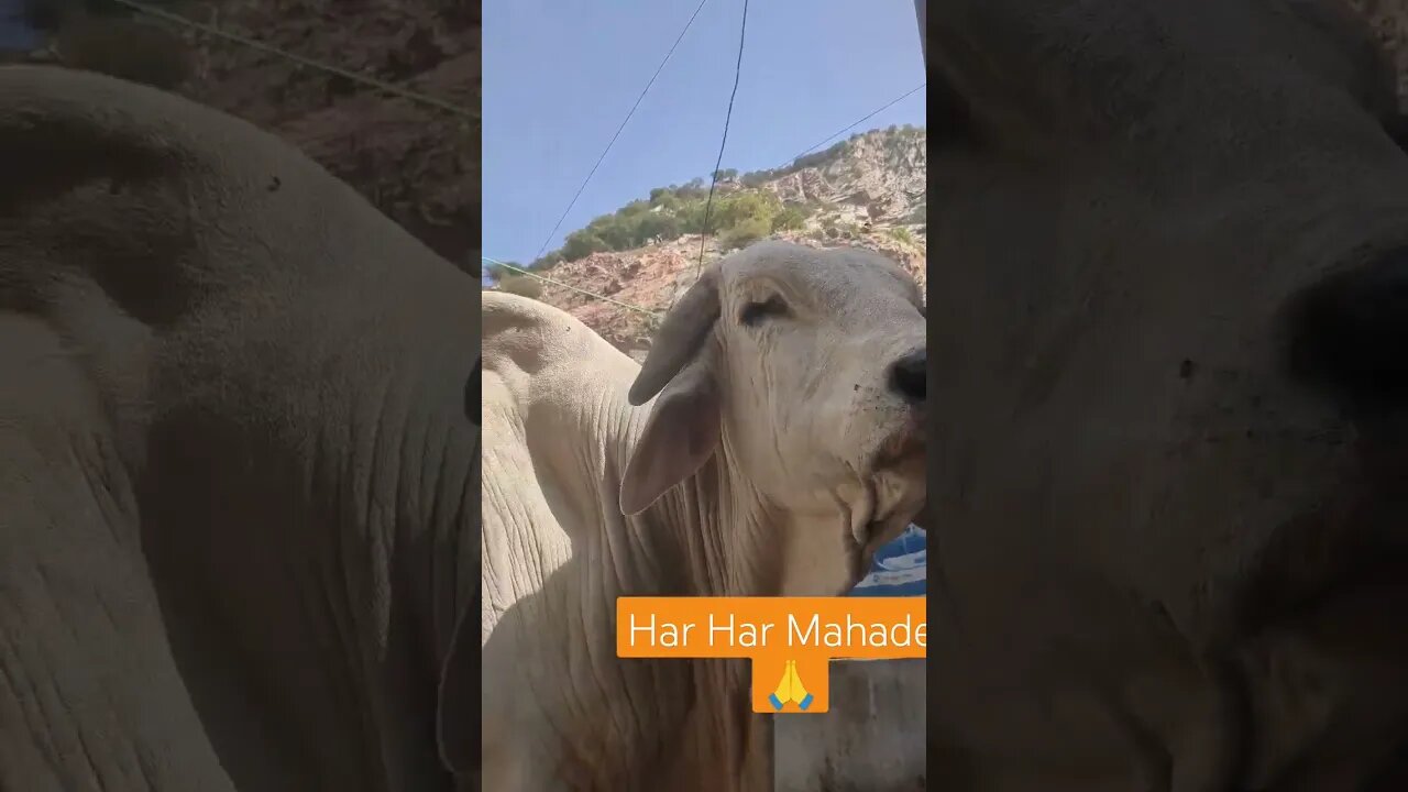 Nandi Maharaj ji ke Darshan 🙏
