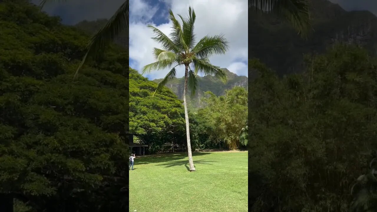 Kualoa Ranch Tours, Ouha Island, Hawaii. #shorts