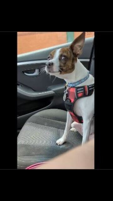 Princess protects Peter from another dog