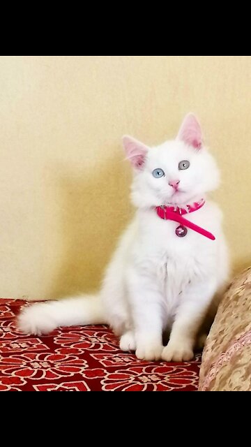 COUPLE CUTE - CATSROMANTIC CATS - ❤️❤️❤️