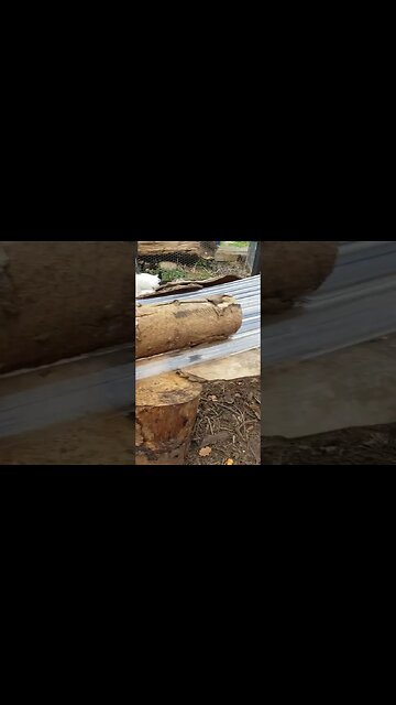 Increased Heat for Better Egg Production