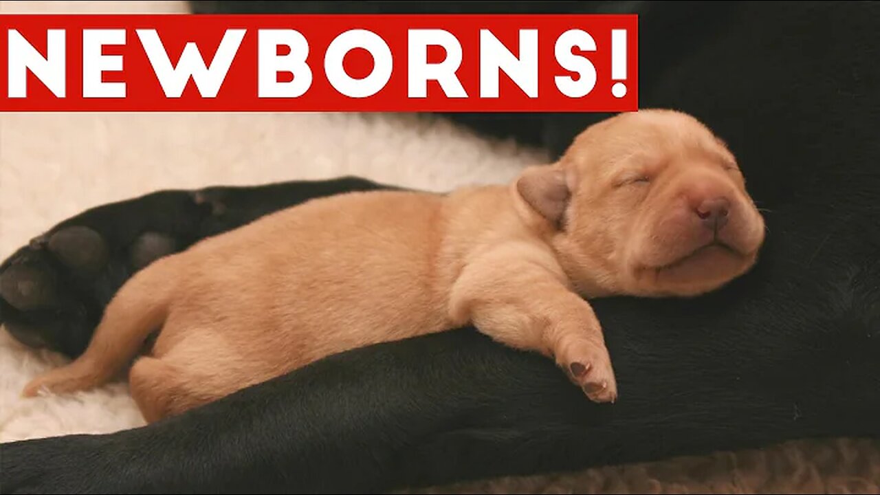 The Cutest Newborn Puppies & Kittens Weekly Compilation 2017 | Funny Pet Videos