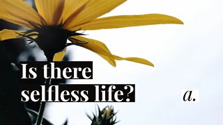 Is there selfless life? | amihai.substack.com | Art of Now