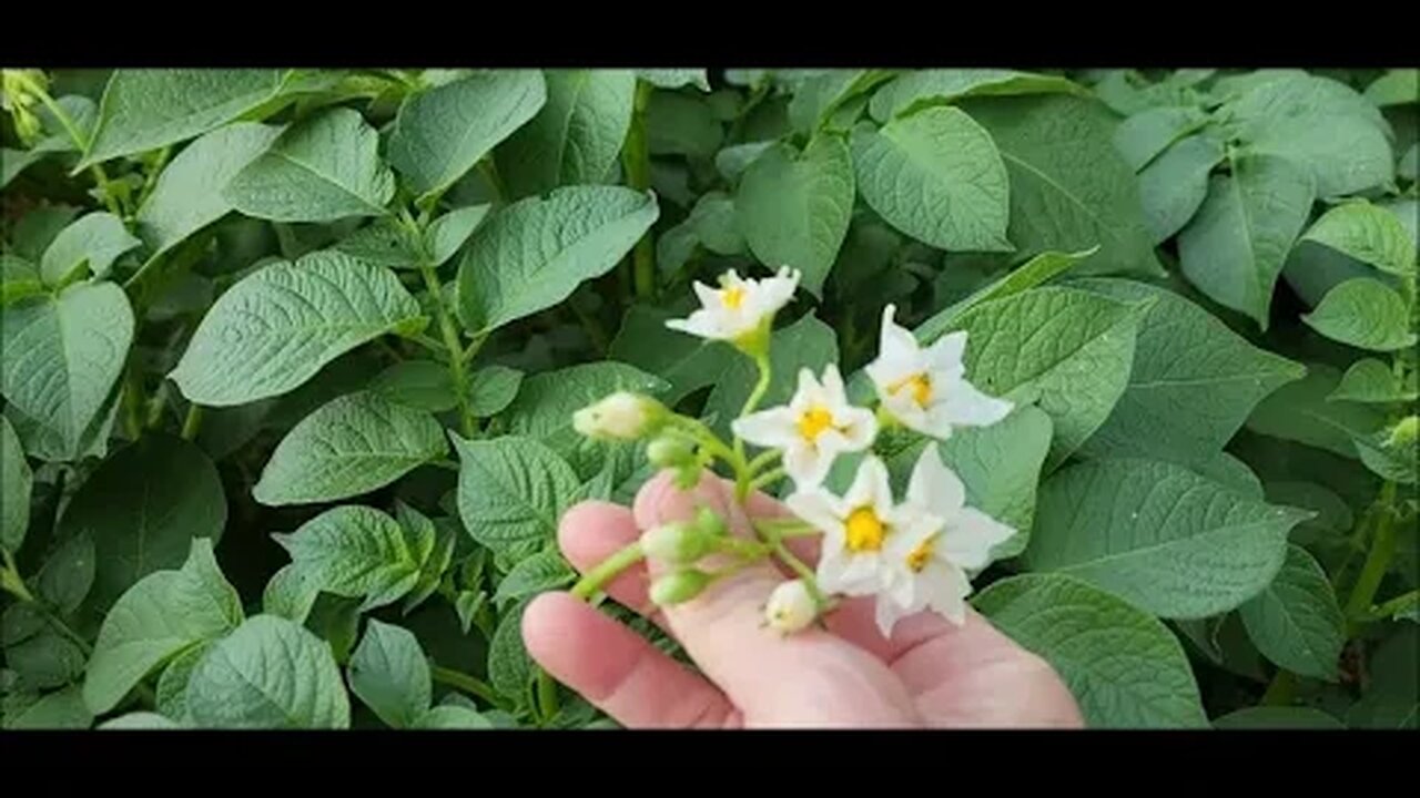 Garden Update June 3, 2023 Starring: blooming potatoes!