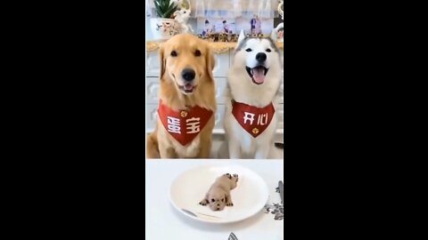 😂 🐕Labra and husky Funny reaction on Dog cake 😁😍 #shorts