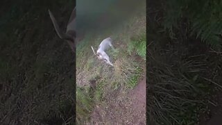 Our darling Henry sadly missed 💔