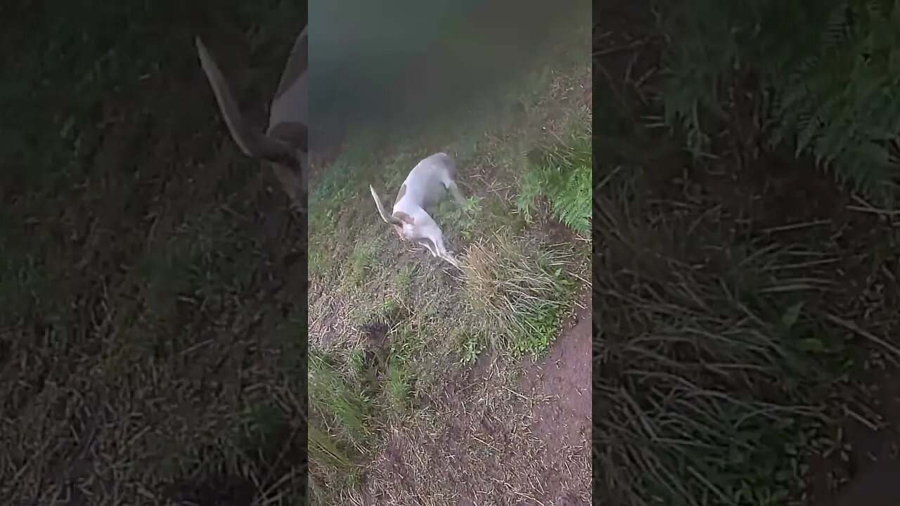 Our darling Henry sadly missed 💔